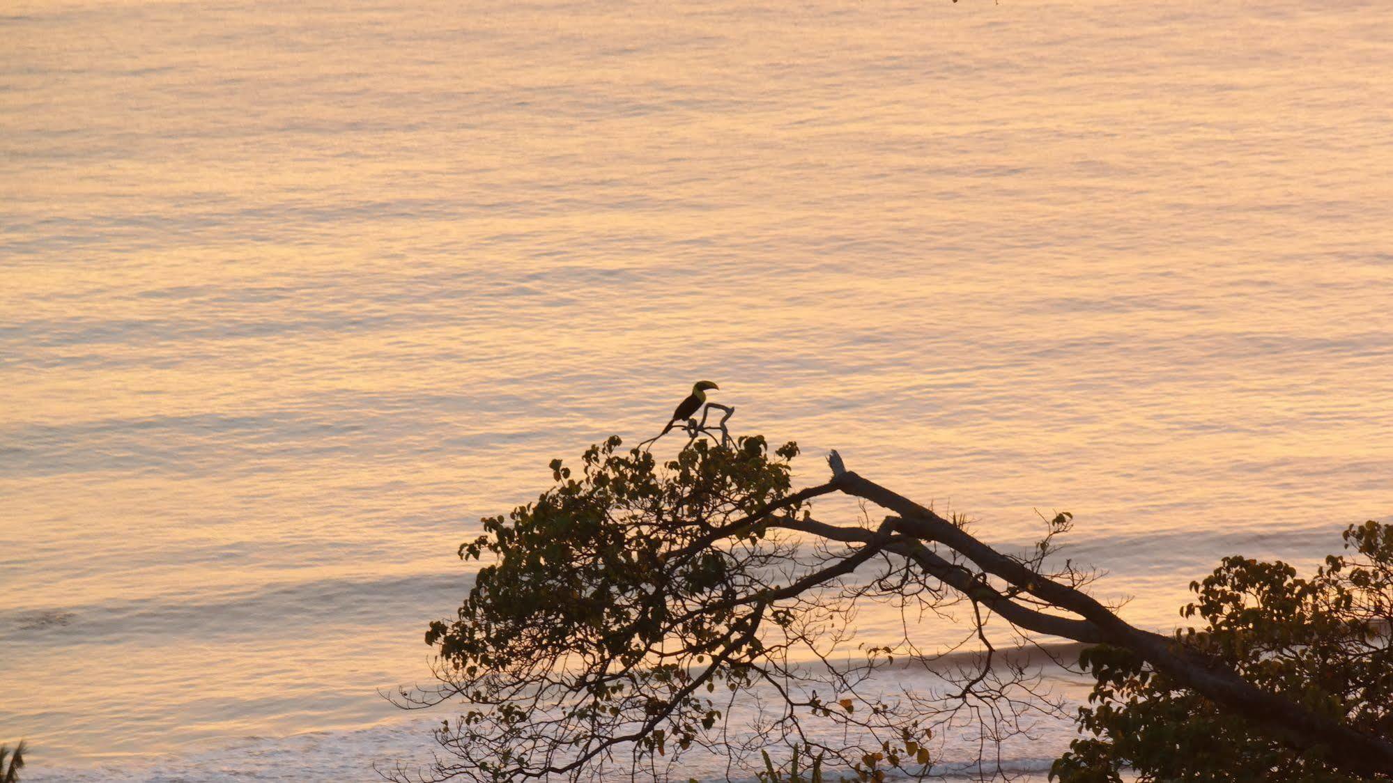 Ranchos Remo Lodge Uvita Dış mekan fotoğraf
